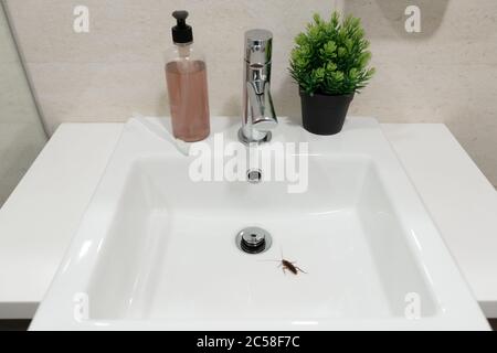 Kakerlake im Bad auf dem Waschbecken. Das Problem mit Insekten Stockfoto