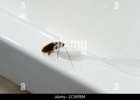 Kakerlake im Bad auf dem Waschbecken. Das Problem mit Insekten Stockfoto