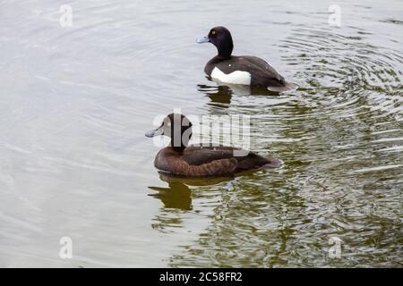 Männlich und weiblich. Getuftete Ente (Aythya fuligula) Stockfoto