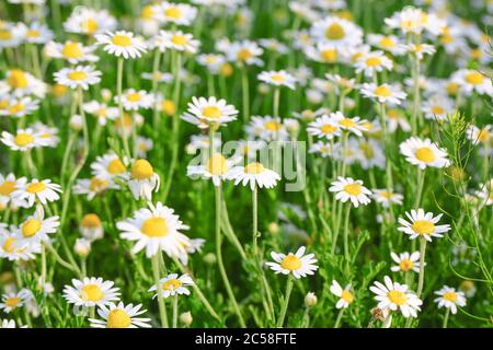 Gänseblümchen oder Kamille wachsen auf dem Feld. Blumen Hintergrund Stockfoto