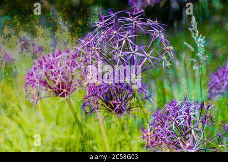 Eine Gruppe von Allium blüht in voller Blüte Stockfoto