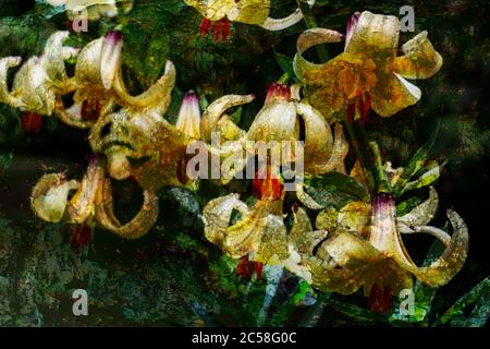 Lily blüht im Frühsommer in voller Blüte Stockfoto