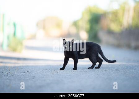 Mallorca 2019: Seitenansicht einer schwarzen streunenden Katze mit Ohrenkerbe beim Überqueren der Straße mit Blick auf die Kamera auf mallorca Stockfoto