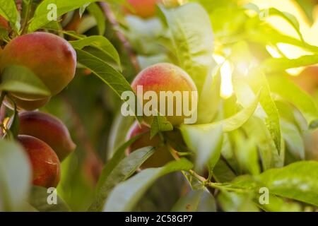 Frische und leckere Pfirsiche auf einem Baum im Garten Stockfoto