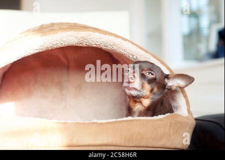 Ich fühle mich wohl! Kleiner fauler Spielzeug-Terrier Hund in seinem Tierhaus. Horizontales, farbiges Innenbild Stockfoto