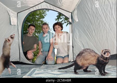 Schockiert Überrascht Junge Familie Finden Ungebetene Frettchen Im Zelt Stockfoto