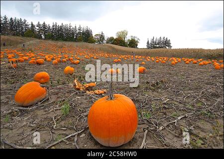 Nahaufnahme von Kürbissen auf dem Agrarfeld im ländlichen Ontario. Fokus auf den Vordergrund. Stockfoto