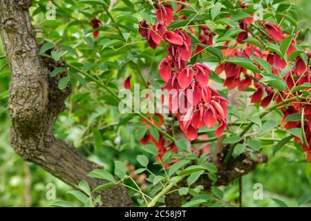 Blühender Cockspur Korallenbaum - Erythrina crista-galli - Cry-Baby-Baum Stockfoto