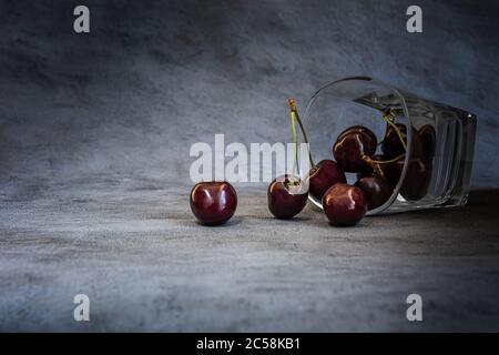 Reife dunkelrote und schwarze Süßkirschen im Glas. Glas liegt auf seiner Seite und einige Früchte sind aus ihm gefallen. Horizontaler grauer Hintergrund mit Cop Stockfoto