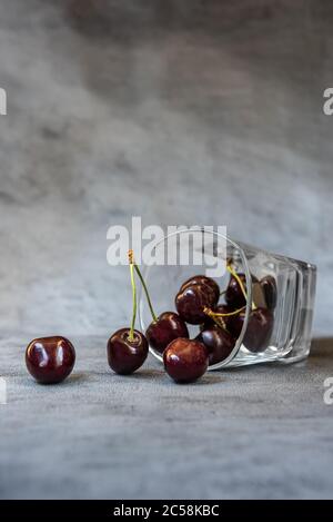 Reife dunkelrote und schwarze Süßkirschen im Glas. Glas liegt auf seiner Seite und einige Früchte sind aus ihm gefallen. Vertikaler grauer Hintergrund mit Kopie Stockfoto