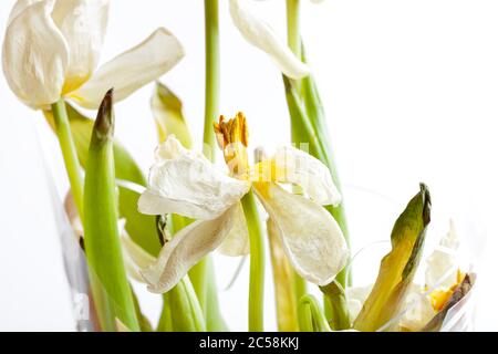 Knospen einer verwelkten Tulpe, ein Bouquet von verdorbenen getrockneten Blumen schließen auf einem weißen Hintergrund. Stockfoto