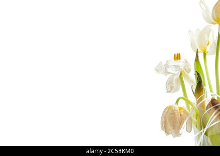 Knospen einer verwelkten Tulpe, ein Bouquet von verdorbenen getrockneten Blumen schließen auf einem weißen Hintergrund mit Kopierraum leer. Stockfoto