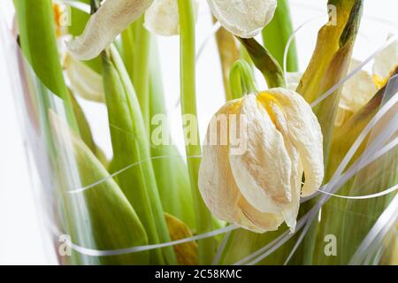 Knospe einer verwelkten Tulpe, ein Strauß verdorbener toter Blumen aus nächster Nähe. Stockfoto