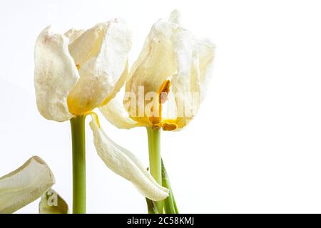 Knospen einer verwelkten Tulpe, ein Bouquet von verdorbenen getrockneten Blumen schließen auf einem weißen Hintergrund mit Kopierraum. Stockfoto