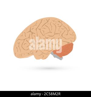 Vektor-Illustration Seitenansicht des menschlichen Gehirns isoliert auf weißem Hintergrund Stock Vektor