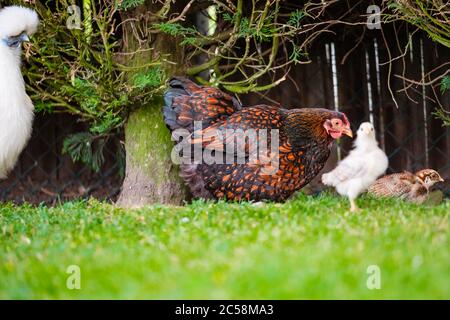 Ebenerdig, flache Fokusansicht der Eltern von frisch geschlüpften Küken gesehen auf der Suche nach Nahrung in einem gepflegten Garten. Stockfoto