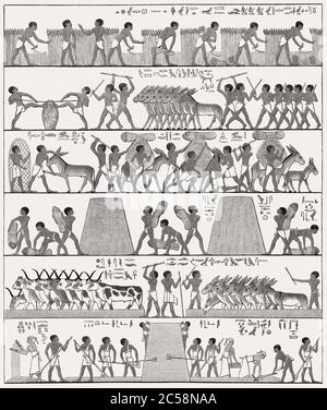 Ägypten Bauernhof Landwirtschaft Feld alte Bauerndorf auf dem Nil Fluß