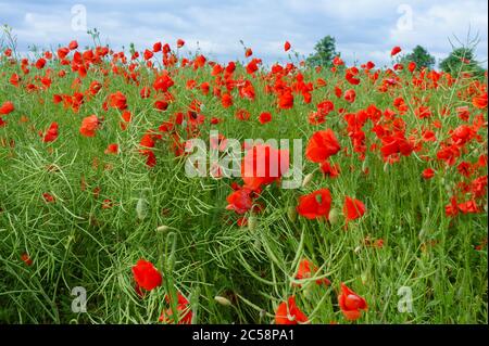 Blumen Mohnblumen in der Wiese, floral background, blühenden grünen Pflanzen Stockfoto