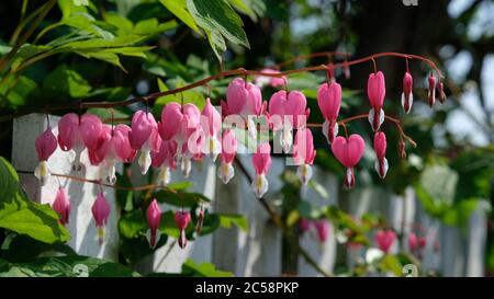 Løytnantshjerte - Lamprocapnos spectabilis - blutende Herzblumen, die durch einen Zaun entweichen Stockfoto