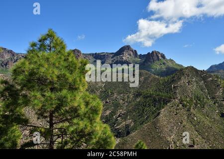 Große Kiefer gegen Berglandschaft. Gran Canaria, Spanien Stockfoto