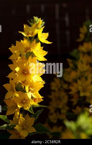 Gelbe Loosestrife Blüten 'Lysimachia vulgaris' im Sonnenlicht mit dunklem weichem Fokus Hintergrund Stockfoto