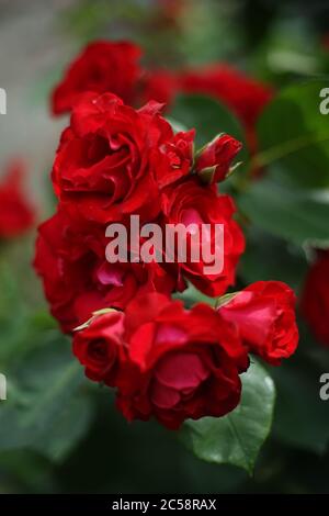 Nahaufnahme von roten Rosen im Garten. Eine Rose ist eine holzige, mehrjährige Blütenpflanze der Gattung Rosa, aus der Familie Rosaceae. Stockfoto