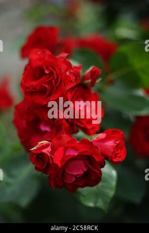 Nahaufnahme von roten Rosen im Garten. Eine Rose ist eine holzige, mehrjährige Blütenpflanze der Gattung Rosa, aus der Familie Rosaceae. Stockfoto
