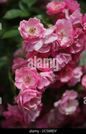 Nahaufnahme von rosa Rosen im Garten. Eine Rose ist eine holzige, mehrjährige Blütenpflanze der Gattung Rosa, aus der Familie Rosaceae. Stockfoto