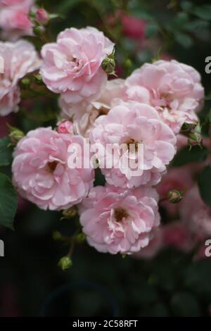 Nahaufnahme von rosa Rosen im Garten. Eine Rose ist eine holzige, mehrjährige Blütenpflanze der Gattung Rosa, aus der Familie Rosaceae. Stockfoto