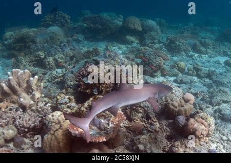 Weißspitzenriffhai, Triaenodon obesus, in der Nähe von Threatened, mit Hartkorallen am Riff, Sipadan-Insel, Sabah, Malaysia, See von Falles Stockfoto