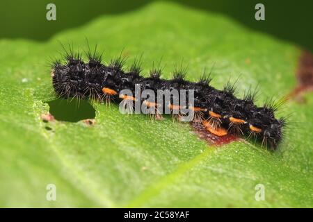 Gewöhnliche Fußmannmottenraupe (Eilema lurideola), die sich auf Pflanzenblättern ernährt. Tipperary, Irland Stockfoto