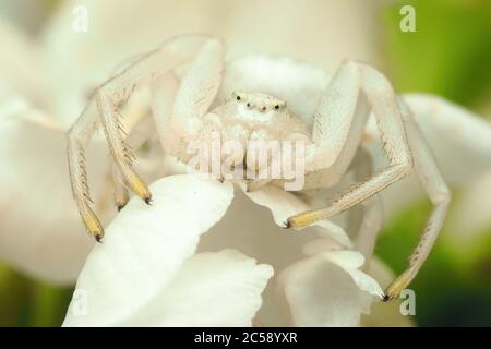 Weibliche Misumena vatia Krabbenspinne wartet auf Beute auf Weißdornblüte. Tipperary, Irland Stockfoto