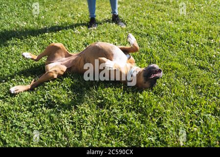 Boxerhund liegt mit dem Gesicht nach oben auf einem Rasen vor einer stehenden Person Stockfoto