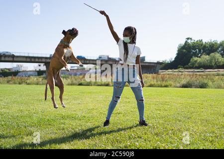 Afrikanische Frau mit Maske im Gesicht spielt mit einem Stock mit einem Boxerhund, der mit einer Brücke im Hintergrund auf dem Gras springt Stockfoto
