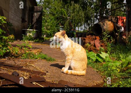 Rote Katze im Hof des Hauses im Dorf. Rote Katze Spaziergänge Sommer im Freien. Stockfoto