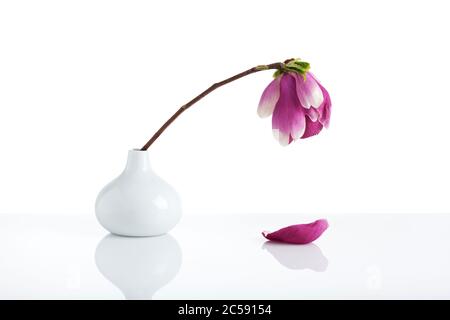 Einzelne verwelkende Magnolienblüte in weißer tropfenförmiger Vase, ein heruntergefallenes Blütenblatt, weißer Hintergrund Stockfoto