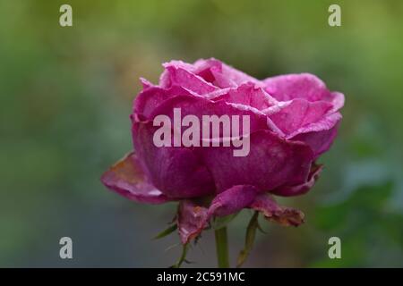 Symbol einer welken weiblichen Schönheit. Verwelkte Rose im Garten. Rosen sterben im Garten Stockfoto