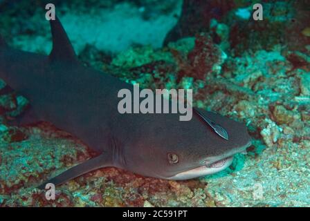 Weißtip-Riffhai, Triaenodon obesus, nahe bedroht, mit Sharksucker, Echeneis naucrates, Echeneidae Familie, Barracuda Point Tauchplatz, Sipadan Stockfoto