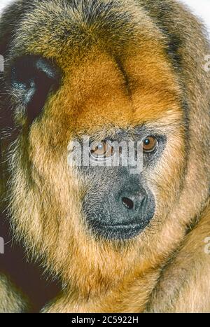 Weiblicher Schwarzer Howler-Affe (Alouatta caraya) aus Südamerika. Stockfoto