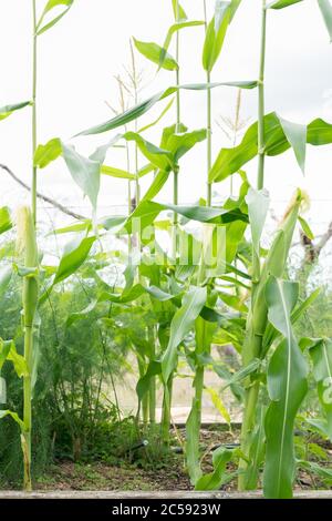 Reihe von Mais / Mais im heimischen Garten mit Maiskolben auf Pflanzen wachsen Stockfoto