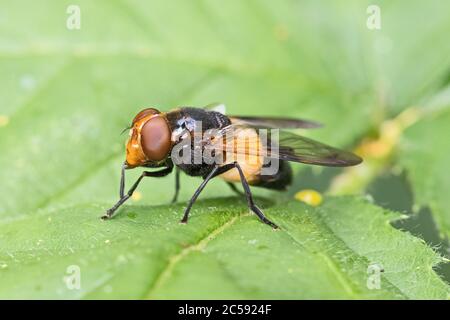 Weibliche Auerhühner, (Volucella pellucens). Stockfoto