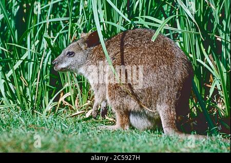 Parma Wallaby, (Macropus parma,) aus Nord-New South Wales. Ausgestorben in Festland Australien bis 1930, und anschließend wieder eingeführt. Stockfoto