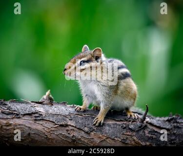 Eastern Chipmunk, Tamias striatus, Manitoba, Kanada. Stockfoto