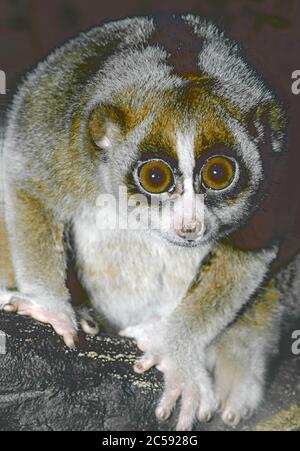 Eine nächtliche langsame Loris (Nycticebus coucang) aus Südostasien. Stockfoto