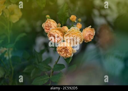 Orange blühende rosa Kronprinzessin Margareta im Garten Stockfoto