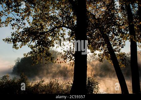 Früher Herbstmorgen. Die Sonnenstrahlen erleuchten den Nebel über dem Flusswasser zwischen den Bäumen. Stockfoto