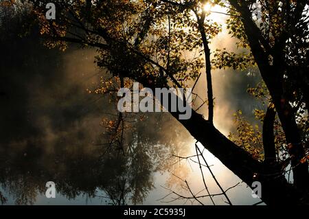 Früher Herbstmorgen. Die Sonnenstrahlen erleuchten den Nebel über dem Flusswasser zwischen den Bäumen. Stockfoto