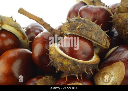 Frisch gefallene Kastanien (Aesculus hippocastanum) und einige Muscheln auf weißem Hintergrund Stockfoto