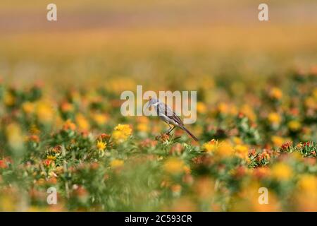 Bunte Blumen. Karthamus Tinctorius. Buntes Saflor-Feld. Natur Hintergrund. Stockfoto