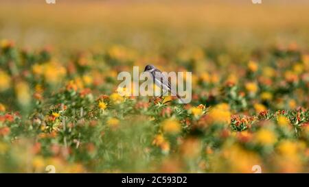 Bunte Blumen. Karthamus Tinctorius. Buntes Saflor-Feld. Natur Hintergrund. Stockfoto